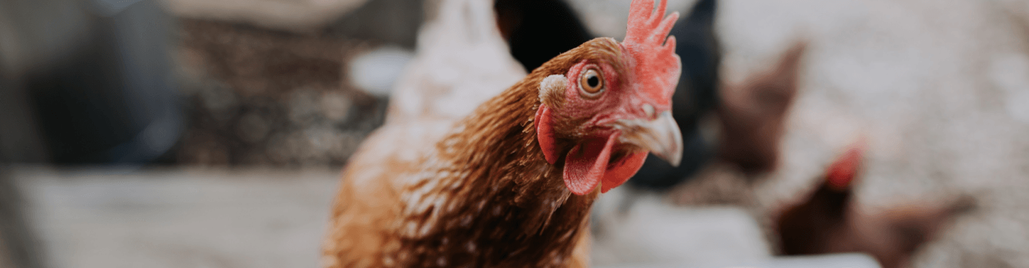 Бизнес план куриной фермы затраты thumbnail