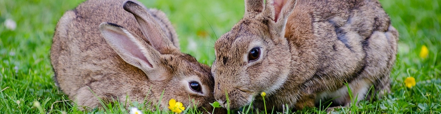 Бизнес план по разведению кроликов казахстан thumbnail